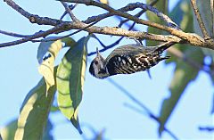 Gray-capped Woodpecker